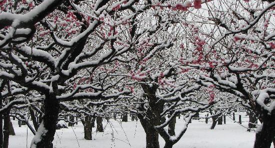 flores de ciruelo cubiertas de nieve